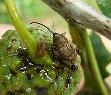 Curculio3.jpg