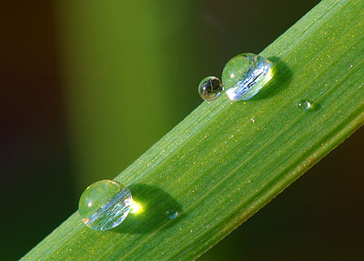 Dew on grass Luc Viatour.jpg