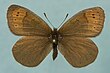 Erebia pandrose