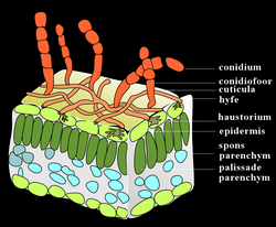 Erysiphe necator