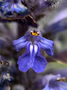 Fleur de Bugle rampante. La lèvre inférieure, présentant trois lobes, est nettement plus développée que la lèvre supérieure.