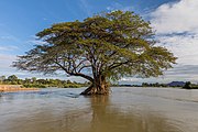 Flooded Albizia Saman (rain tree) in Si Phan Don.