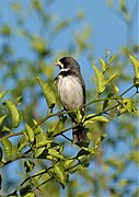 Gargantillo (Sporophila caerulescens), Uruguay, 2019.jpg