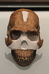 Reconstructed skull of Homo naledi