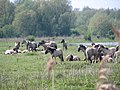 Koniks in the Dutch Oostvaardersplassen nature reserve.