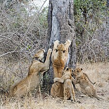 Lionnes aiguisant leurs griffes, les jeunes les imitant, dans le South Luangwa National Park (en), en Zambie. Juillet 2023.