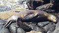 Seal with baby on North Seymour Island.