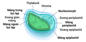 Hình minh họa loại lục lạp màng 4 lớp có chứa cấu trúc nucleomorph.