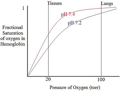 Effect of pH on the oxygen affinity of Hemoglobin