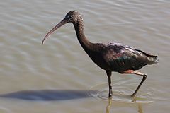 Adult ickehäckande individ i Ramat-Gan, Israel