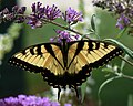 Eastern Tiger Swallowtail (Papilio glaucus)