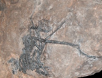Fòssil al Museu de Ciències Naturals de Bèrgam