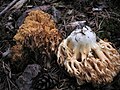 Ramaria magnipes