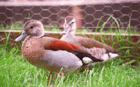 Pair of ringed teal