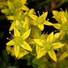 Sedum acre20090626 62.jpg