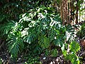 Monstera. género de plantas que se deve classificar como apoiantes.