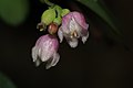 Symphoricarpos albus flowers