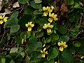 Viola sempervirens