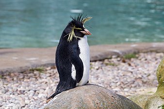 Northern rockhopper penguin, London Zoo