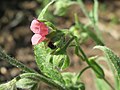 Gewöhnliche Hundszunge Cynoglossum officinale