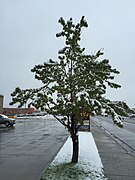 2015-05-07 07 46 34 A Freeman's Maple covered by a late spring wet snowfall on Silver Street in Elko, Nevada.jpg