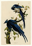 Black-throated magpie-jay (Calocitta colliei)