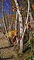 Acer saccharinum near Columbia River in East Wenatchee, Douglas County Washington