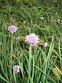 luk vlasac, Allium schoenoprasum