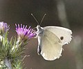 Blanquita de la col (Pieris rapae)