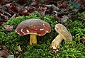 * Nomination Boletus pruinatus --Holleday 17:36, 17 December 2011 (UTC) * Promotion Good quality. --Focus finder 18:18, 17 December 2011 (UTC)