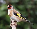 58 Carduelis carduelis close up uploaded by Baresi franco, nominated by Arctic Kangaroo