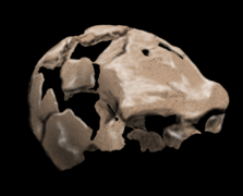Crâne de Ceprano, Italie, 350 ka.