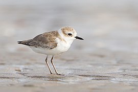 Charadrius alexandrinus - Laem Pak Bia