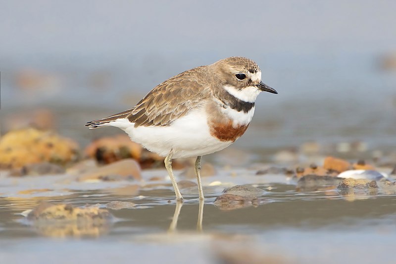 Double-banded Plover