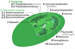 Chloroplast Nederlands.png
