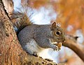 Scoiattolo grigio nordamericano (Sciurus carolinensis)