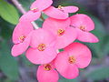 Pinkbarbne Cyathophylle