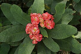 Euphorbia milii 2913.jpg