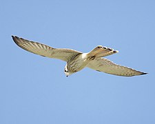 Nankeen kestrel