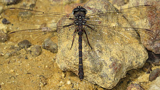 Austroaeschna obscura (Telephlebiidae)