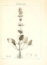 Broksalvia Salvia viridis