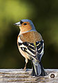 Chaffinch (male), photo M.Maggs