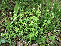 Galium trachyspermum