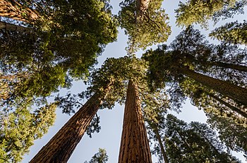 Skupina sekvojovců obrovských (Sequoiadendron giganteum) z Národního parku Sequoia v Sierra Nevadě