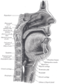 Sagittal tabas na ning arung, asbuk, apmong akmulan.