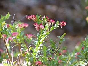 <center>Grevillea baueri</center>