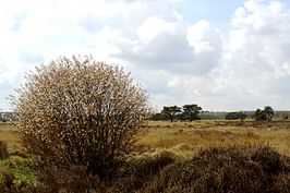 Het Holtingerzand (gemeente Westerveld)