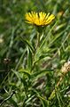 Rauhaar-Alant (Inula hirta)