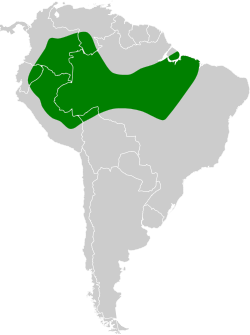 Distribución geográfica del cotinguita cejiblanco.