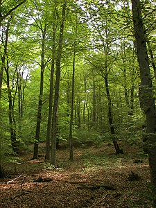 Faga arbaro en la Nacia Parko Kellerwald-Edersee.